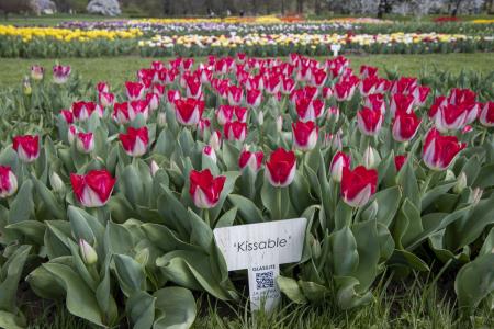 Mister tulipanov 2024 sorta Kissable Arboretum Volčji Potok Foto Mateja Račevski
